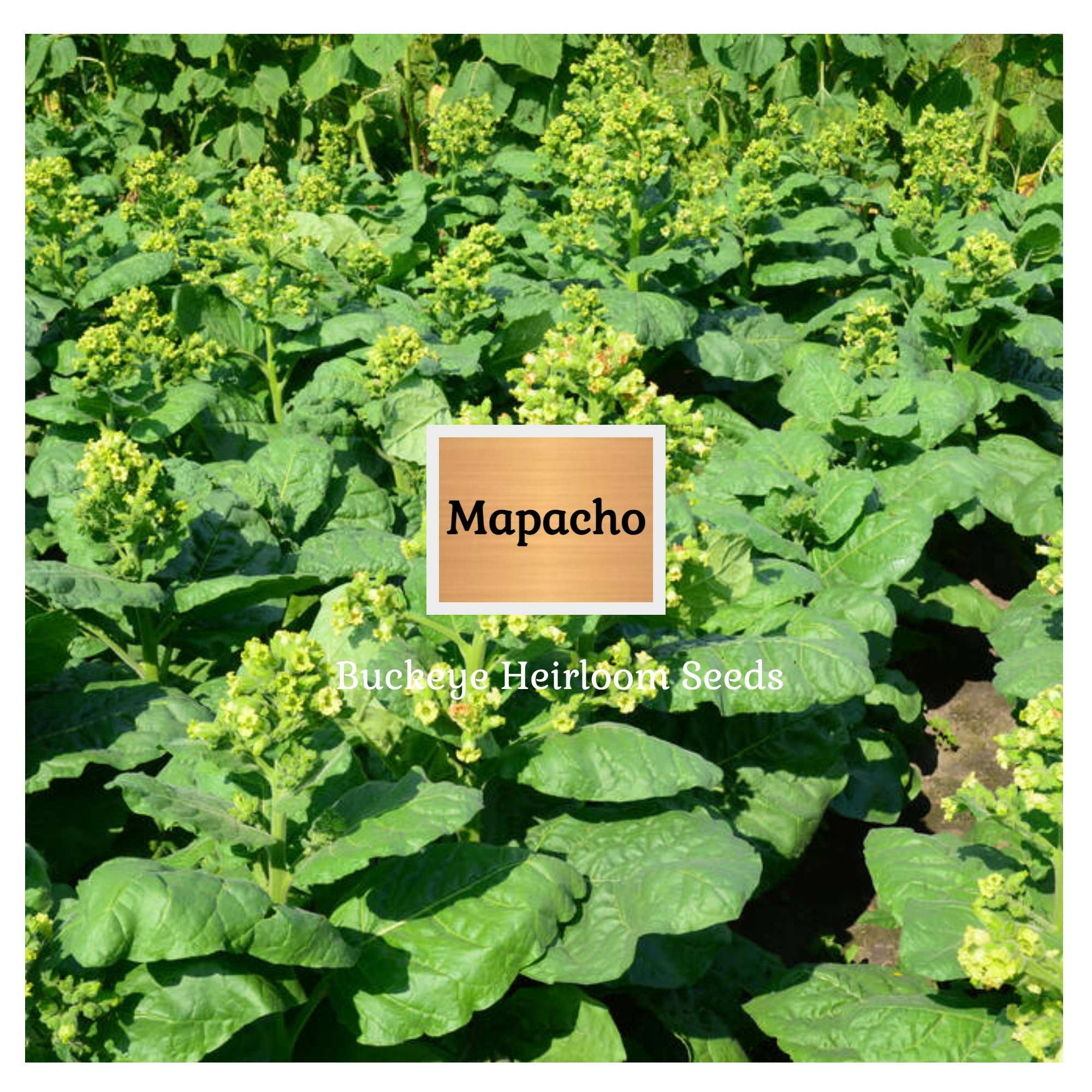 mapacho tobacco near me Mapacho - Aztec Ceremonial - Tobacco - Nicotiana Rustica - Makhorka - Seeds