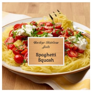 Spaghetti  Squash - Heirloom - 50 Seeds - Non GMO
