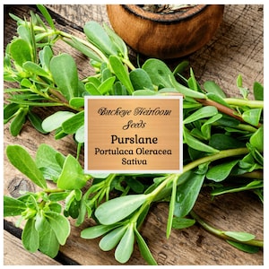 Purslane, Green - Seeds - GMO Free (Portulaca Oleracea Sativa) - Buckeye Heirloom Seeds