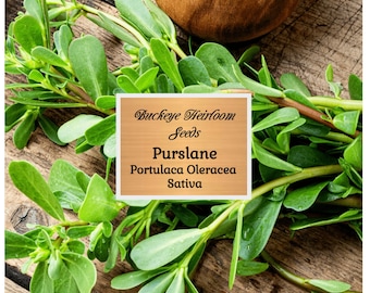 Purslane, Green - Seeds - GMO Free (Portulaca Oleracea Sativa) - Buckeye Heirloom Seeds