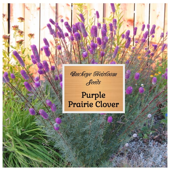 Purple Prairie Clover - Seeds (Dalea purpurea) Wild Flowers - Buckeye Heirloom Seeds