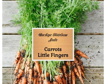 Carrot - Little Finger - Seeds - Heirloom - Non GMO - (Daucus carota)