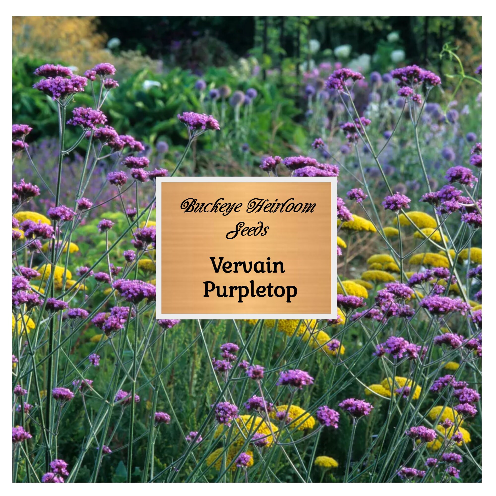 Vervain, Purpletop - Heirloom Seeds - Non GMO (Verbena bonariensis) - Buckeye Heirloom Seeds