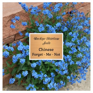 Blue Forget-Me-Not Seeds (Certified Organic)  Garden Hoard – Certified  Organic Heirloom Seeds – Grown in Michigan by Renegade Acres