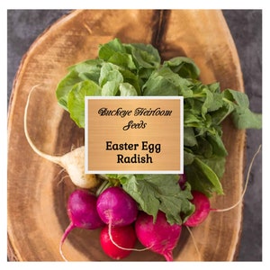 Easter Egg Radish - Seeds - GMO Free - Heirloom - Buckeye Heirloom Seeds