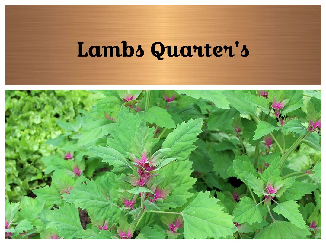 Lambs Quarter Seeds Edible Very Nutritious AKA Goosefoot Etsy