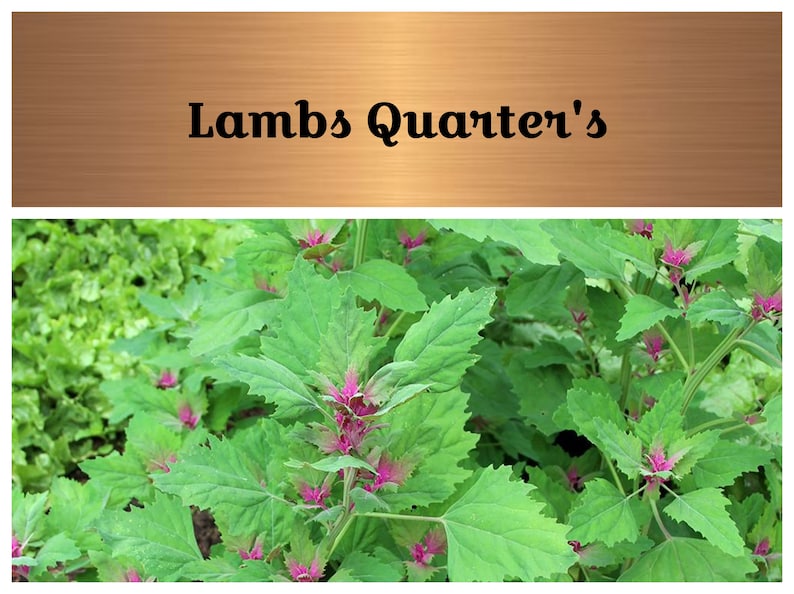 Lambs Quarter Seeds Edible Very Nutritious AKA Goosefoot Etsy
