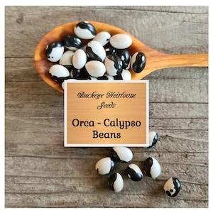 May include: A wooden spoon filled with Orca-Calypso beans, featuring a striking black and white pattern. The beans are displayed on a rustic wooden surface, with a sign that reads "Buckeye Heirloom Seeds" and "Orca - Calypso Beans".