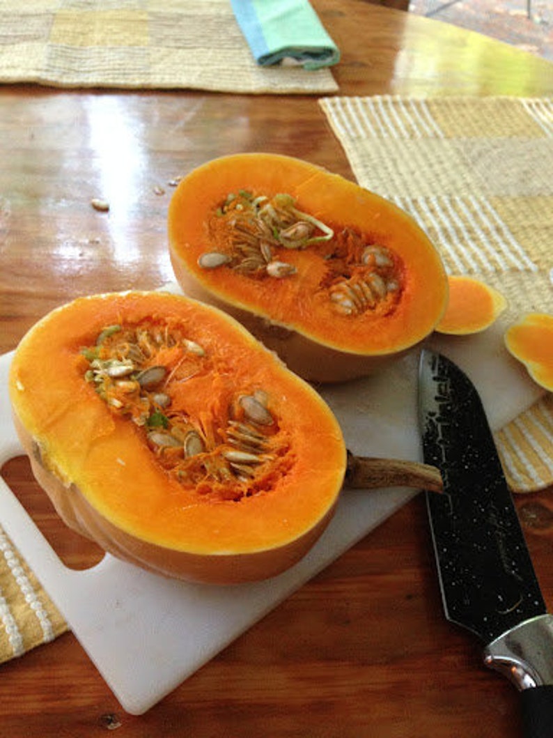Seminole Pumpkin Seeds cucurbita Moschata Florida Native Etsy