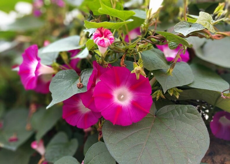 Seeds Scarlett O/'Hara Morning Glory Climbing Vines 30