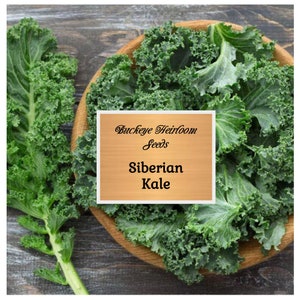 Siberian Kale - Seeds - Vitamin powerhouse - Culinary - Salad Greens - GMO Free - Cool Weather Crop - Buckeye Heirloom Seeds