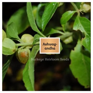 May include: Close-up of an ashwagandha plant with green leaves and small, round, light-colored fruits. The image includes a text box that reads "Ashwagandha" and "Buckeye Heirloom Seeds".