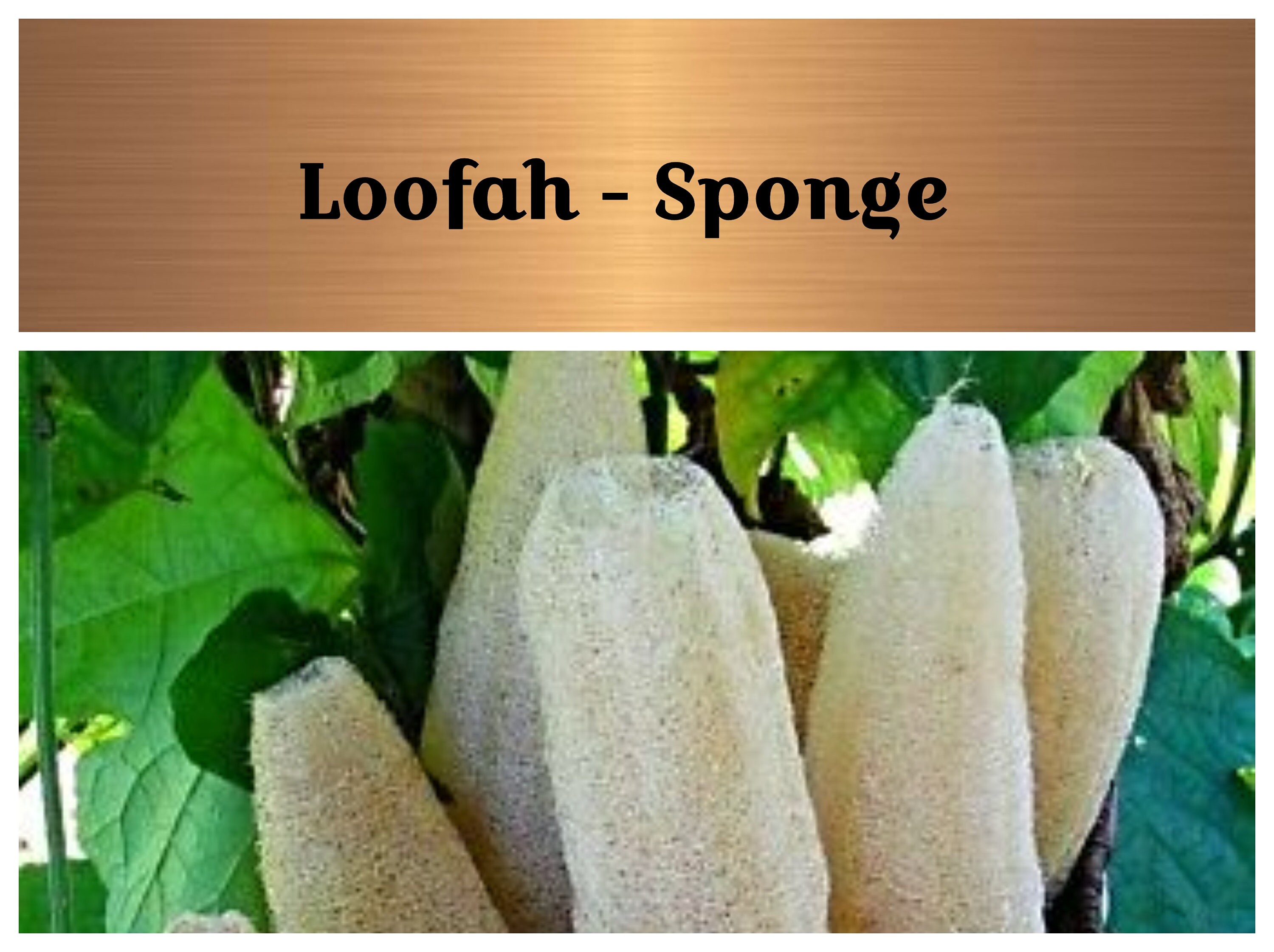 best loofah seeds