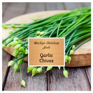 Garlic Chives - Herb - Seeds - (Allium tuberosum) - Buckeye Heirloom Seeds