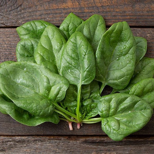 Viroflay Spinach Seeds Heirloom French Spinacia oleracea Etsy