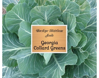 May include: Close-up of a collard greens plant with large, green leaves. A wooden sign in the corner reads "Buckeye Heirloom Seeds" and "Georgia Collard Greens". The leaves have prominent veins and a slightly ruffled texture.