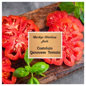 Costoluto Genovese - Italian Heirloom - Tomato Seeds - Buckeye Heirloom Seeds