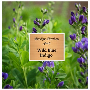 Wild Blue Indigo - Seeds - Heirloom - (Baptisia Australis) - Native Flowers - Buckeye Heirloom Seeds