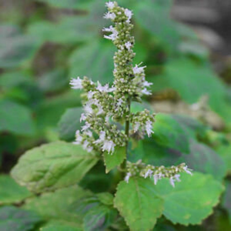 Patchouli 10 Ayurvedic Herb Seeds Pogostemon Cablin Herbs