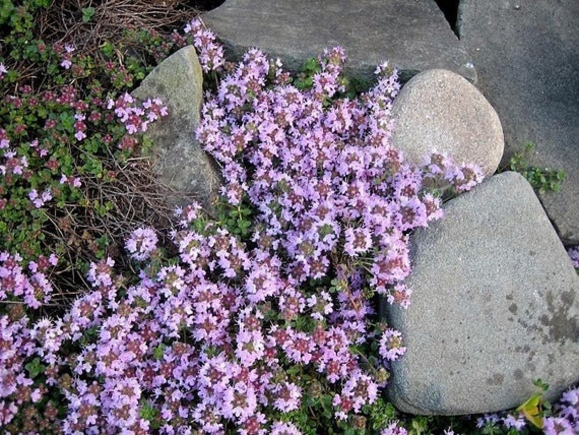 Dwarf Creeping Thyme Ground Cover 300 Herb Seeds Etsy