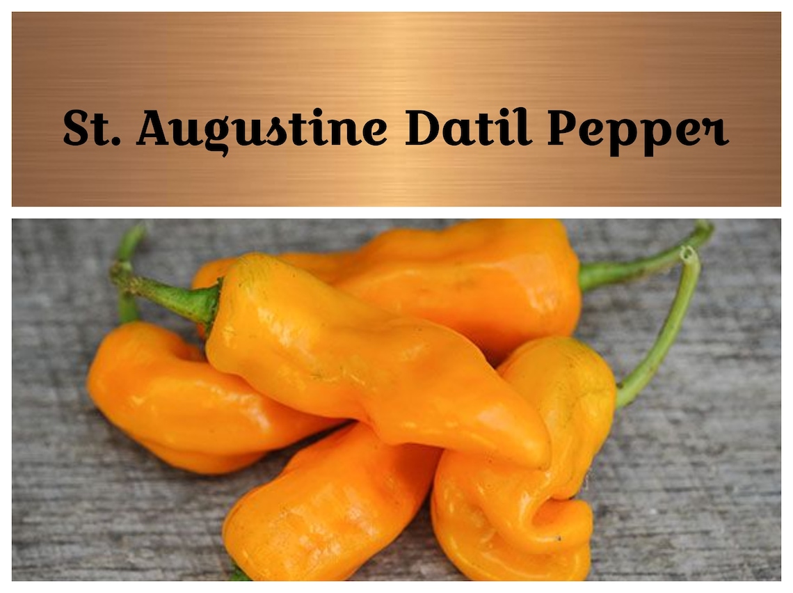 Datil Pepper 15 Seeds St. Augustine's Hot Little Etsy