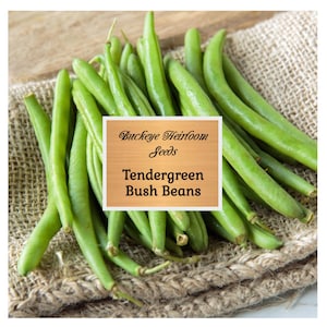 Tendergreen - Bush Beans - 50 Seeds - Stringless - 52 Days to Harvest - Heirloom Seeds - Non-GMO, Open Pollinated - Buckeye Heirloom Seeds