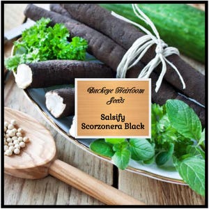 May include: An arrangement of black salsify roots, some cut to reveal white flesh, on a decorative plate with fresh herbs. A wooden spoon holds small white seeds. The image includes a sign that reads "Buckeye Heirloom Seeds Salsify Scorzonera Black."
