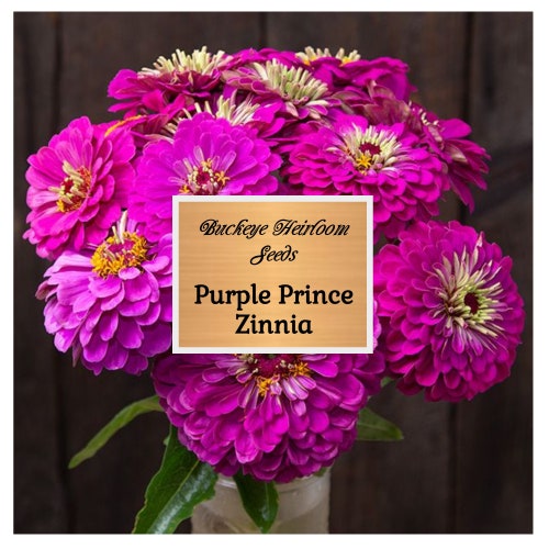 Zinnia - Purple Prince - Flower Seeds -  Easy to Grow - Heirloom - Non GMO - Buckeye Heirloom Seeds