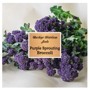 Purple Sprouting Broccoli Seeds - Heirloom, Organic, Non-GMO - Buckeye Heirloom Seeds