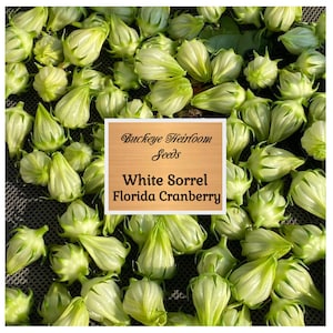 White Sorrel - Florida Cranberry - Hibiscus sabdariffa Seeds -  Roselle Hibiscus - Seeds