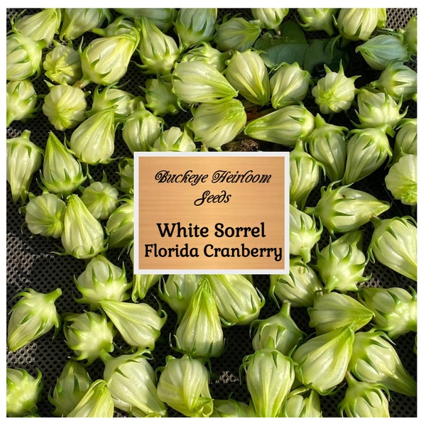 White Sorrel - Florida Cranberry - Hibiscus sabdariffa Seeds -  Roselle Hibiscus - Seeds