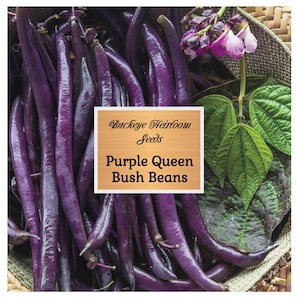 Purple Queen Bush Bean - Seeds - Heirloom - Non GMO - Buckeye Heirloom Seeds