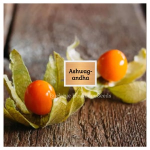May include: Two bright orange ashwagandha berries rest in their green husks, set against a rustic wooden background. The text "Ashwagandha" is displayed in a wooden frame, with "Buckeye Heirloom Seeds" below.