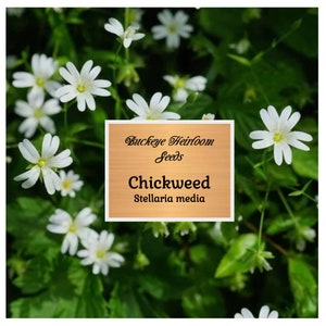 May include: Image of Chickweed flowers with white petals and yellow centers, surrounded by green leaves. The image includes a sign that reads "Buckeye Heirloom Seeds" and "Chickweed Stellaria media".