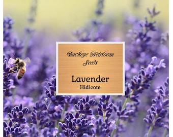 Lavender - Hidcote seeds - Heirloom Herb (Lavandula angustifolia) - Fragrant Purple Flowers - Ideal for Borders, Aromatherapy, and Crafts