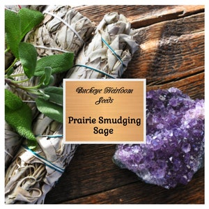 Smudging Sage Seeds - Prairie Sage - Artemisia ludoviciana - Medicinal Herb - Seeds