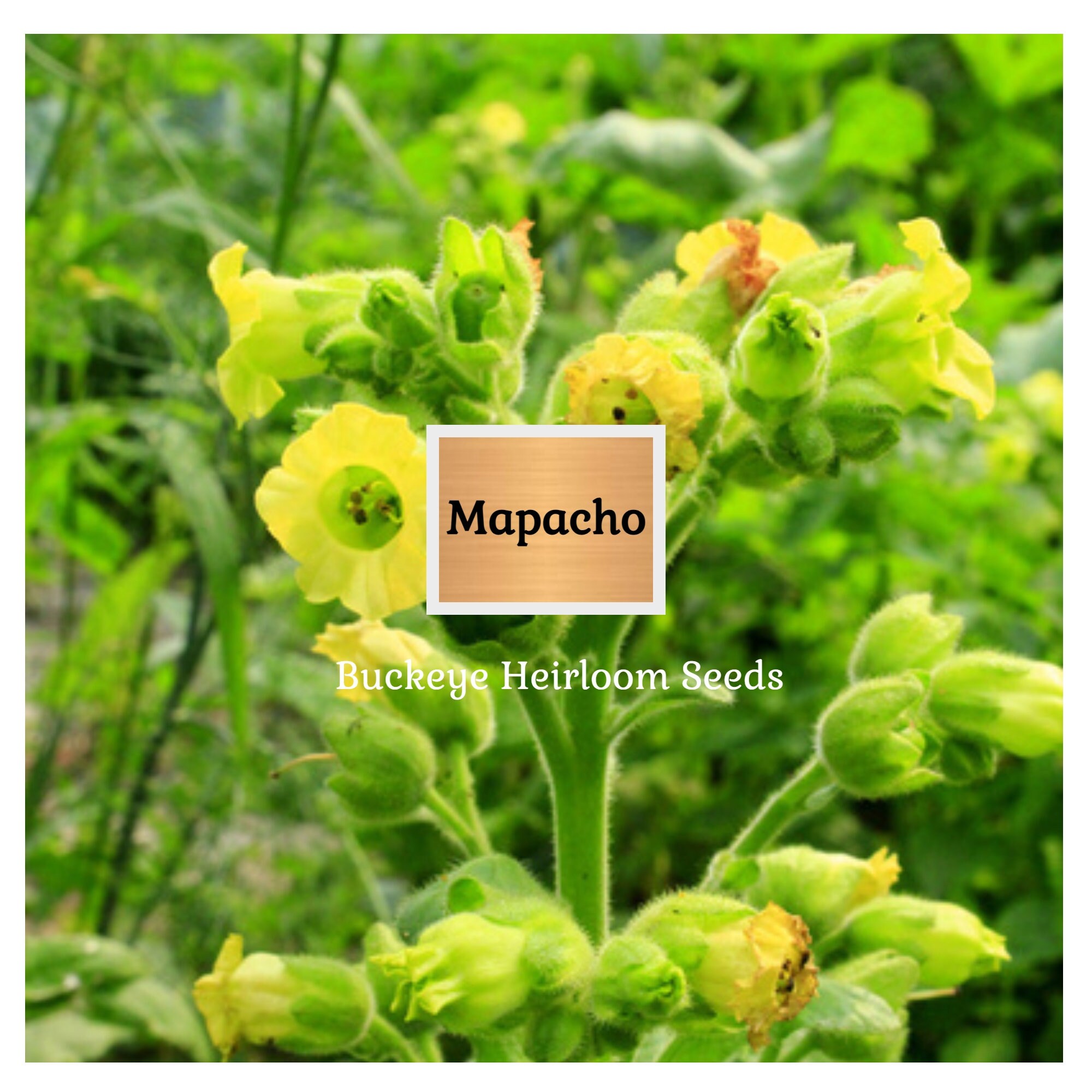 mapacho tobacco near me Mapacho - Aztec Ceremonial - Tobacco - Nicotiana Rustica - Makhorka - Seeds