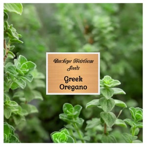 Oregano - Seeds - Healing and Culinary Herb - GMO Free - Grow In Pots, Grow Beds, Soil, Hydroponics & Aquaponics - Buckeye Heirloom Seeds