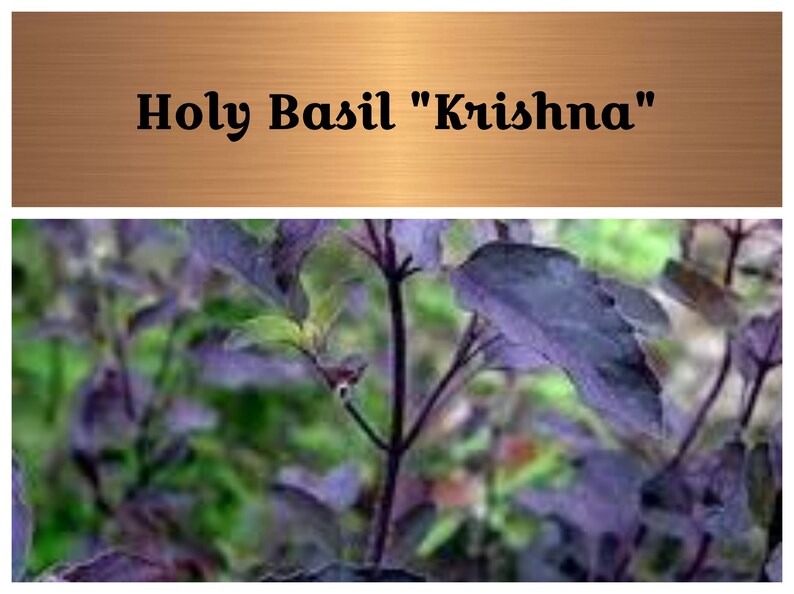 Krishna Holy Basil Seeds Medicinal Ocimum Sanctum Non Etsy