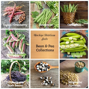 May include: A collage of various bean and pea varieties, including Taylor-Cranberry, Tenderette, Cannellini, Spring Blush Peas, Lima Beans, Purple Queen Bush Beans, Orca, and Mayocoba Peruvian. The text "Buckeye Heirloom Seeds" and "Bean & Pea Collections" is also present.