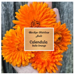 Calendula Flower Seeds - Ball's Orange - 50 Healing Herb Seeds - Edible