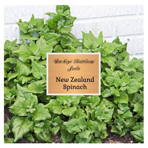 New Zealand Spinach Seeds - Heirloom - Warm Weather Spinach - Buckeye Heirloom Seeds