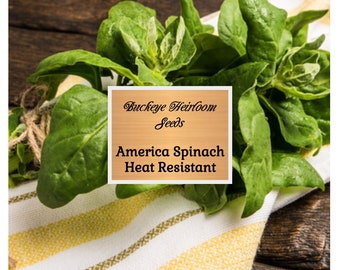 America Spinach Seeds - Heirloom - Non Gmo - Slow to Bolt - Resistant to Heat - Drought - Hydroponics - Microgreens - Buckeye Heirloom Seeds