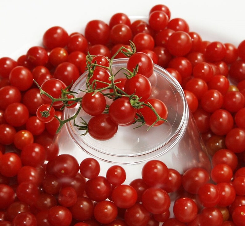 May include: A close-up shot of a collection of ripe, red cherry tomatoes. Some tomatoes are still attached to their green stems. A clear, inverted glass container is in the center of the image, surrounded by the tomatoes.