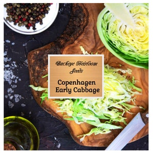 Copenhagen Early Market Cabbage - Seeds - Heirloom - Brassica Oleracea - Vegetable Seeds - Buckeye Heirloom Seeds