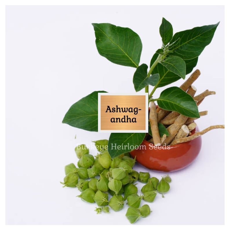May include: An image of ashwagandha, featuring green leaves, small green seed pods, and brown roots in a red bowl. The text "Ashwagandha" is displayed on a wooden sign. The image is set against a white background.