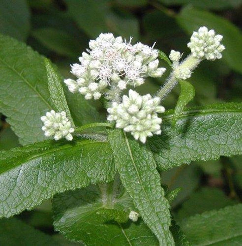 Boneset Eupatorium perfoliatum 100 Seeds Etsy