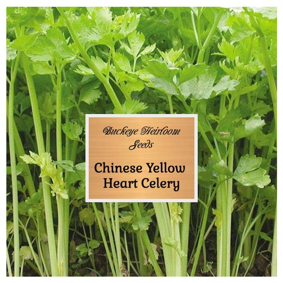 Yellow Heart Celery Seeds - Non GMO, Buckeye Heirloom