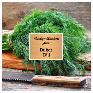 Dukat Dill  - Seeds - Non GMO - Heirloom - Buckeye Heirloom Seeds