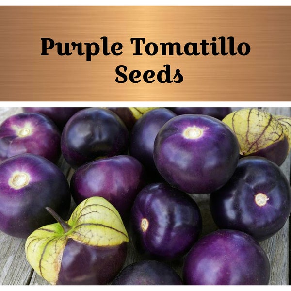 Tomatillo Plants Etsy